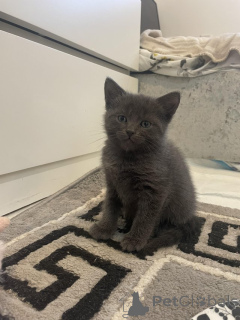 Photo №1. russian blue - for sale in the city of Bern | Is free | Announcement № 155202