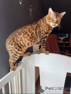 Photo №1. bengal cat - for sale in the city of Dębica | 1070$ | Announcement № 20584