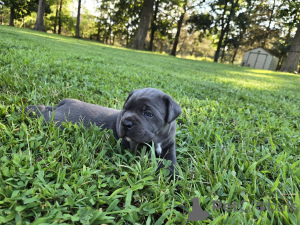 Photo №1. cane corso - for sale in the city of Aalborg | 1$ | Announcement № 173404