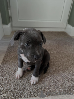 Photo №2 to announcement № 163887 for the sale of staffordshire bull terrier - buy in France private announcement, breeder