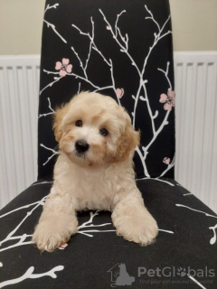 Photo №1. poodle (dwarf) - for sale in the city of Georgetown | 400$ | Announcement № 82240