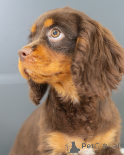 Photo №4. I will sell cavalier king charles spaniel in the city of Augustdorf. private announcement - price - negotiated