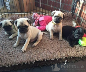 Photo №1. puggle - for sale in the city of Stockholm | negotiated | Announcement № 96369