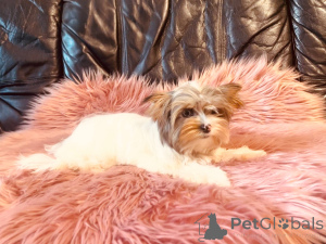 Photo №4. I will sell yorkshire terrier in the city of Namysłów. breeder - price - 1129$