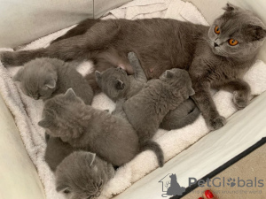 Photo №3. Lovely Scottish Fold kittens available now in Germany. Germany