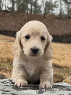 Photo №4. I will sell dachshund in the city of Warsaw. breeder - price - negotiated