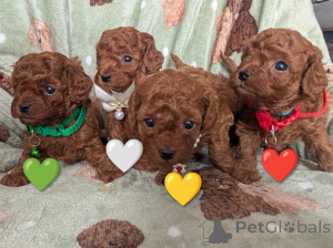 Photo №1. poodle (toy) - for sale in the city of Joutsa | negotiated | Announcement № 169166
