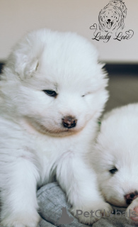 Photo №2 to announcement № 7937 for the sale of samoyed dog - buy in Russian Federation private announcement, from nursery, breeder