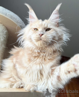 Photo №3. Maine coon. Germany