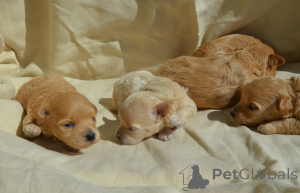 Photo №2 to announcement № 168320 for the sale of maltipu - buy in Ukraine from nursery