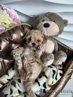 Photo №3. elite mini maltipu f1. Belarus