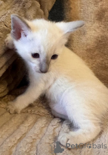 Photo №1. siamese cat - for sale in the city of Bünsdorf | 361$ | Announcement № 178180
