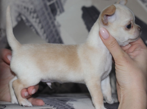 Photo №4. I will sell non-pedigree dogs in the city of Cherepovets. breeder - price - 178$