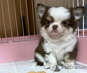 Photo №1. chihuahua - for sale in the city of Berlin | 282$ | Announcement № 137157