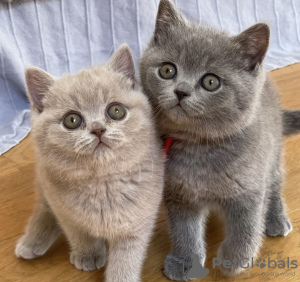 Photo №1. british shorthair - for sale in the city of Bayerbach | Is free | Announcement № 120281