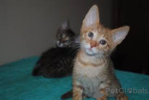 Photo №1. german rex - for sale in the city of Berlin | 471$ | Announcement № 138855