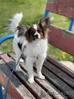 Photo №1. papillon dog - for sale in the city of Grodno | Is free | Announcement № 19632