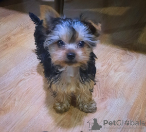 Photo №2 to announcement № 97089 for the sale of yorkshire terrier - buy in Georgia private announcement