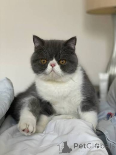 Photo №2 to announcement № 172705 for the sale of exotic shorthair - buy in Belgium private announcement, breeder
