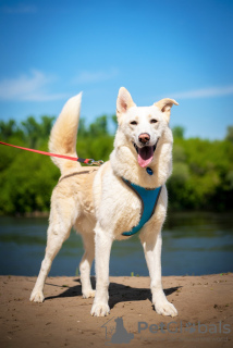 Additional photos: Smart, handsome former pet Almaz from the shelter to good hands