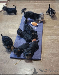 Photo №4. I will sell yorkshire terrier in the city of Aschaffenburg. breeder - price - negotiated