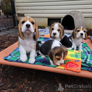 Photo №3. Beagle puppies for adoption. United States