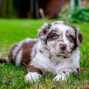 Photo №3. Australian Shepherd Puppies for Sale. United States