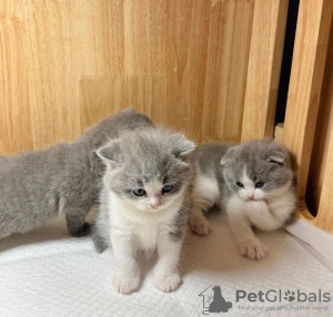 Photo №1. scottish fold - for sale in the city of Denver | 260$ | Announcement № 100118