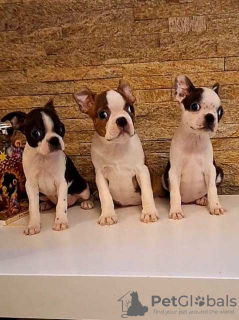 Photo №1. boston terrier - for sale in the city of Zrenjanin | negotiated | Announcement № 94816