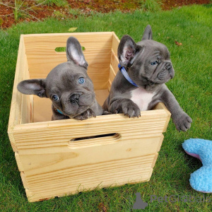 Photo №1. french bulldog - for sale in the city of ALINGSQ | 465$ | Announcement № 47614