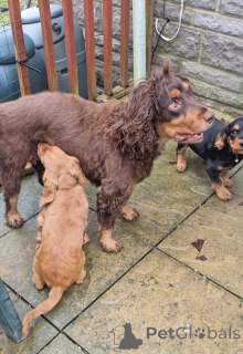 Photo №1. non-pedigree dogs - for sale in the city of Courcelles | Is free | Announcement № 176160