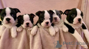 Photo №1. non-pedigree dogs - for sale in the city of Bamberg | Is free | Announcement № 117823