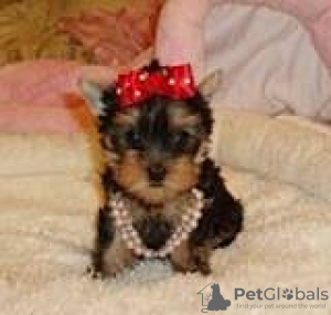 Photo №1. yorkshire terrier - for sale in the city of Regensburg | Is free | Announcement № 96222