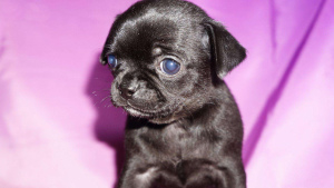 Photo №2 to announcement № 2218 for the sale of chihuahua - buy in Lithuania 