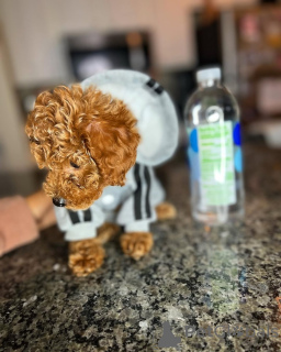 Photo №3. Congratulations you guys. Finland