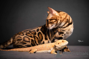 Additional photos: Bengal kittens for sale