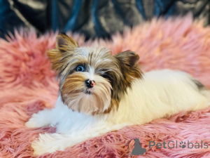 Photo №2 to announcement № 141307 for the sale of yorkshire terrier - buy in Poland breeder