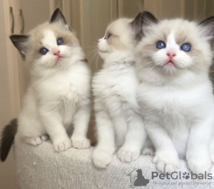 Photo №1. ragdoll - for sale in the city of New York | 250$ | Announcement № 104313