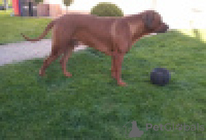 Additional photos: Rhodesian Ridgeback female ZKWP/FCI