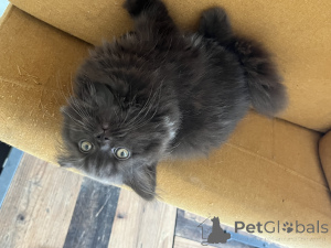 Photo №2 to announcement № 155088 for the sale of british longhair - buy in Luxembourg breeder