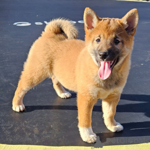 Photo №1. shiba inu - for sale in the city of Anderlecht | negotiated | Announcement № 162631