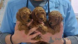 Photo №3. Premium red poodles. Serbia