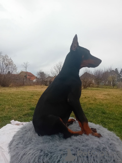 Photo №4. I will sell dobermann in the city of Belgrade. breeder - price - negotiated