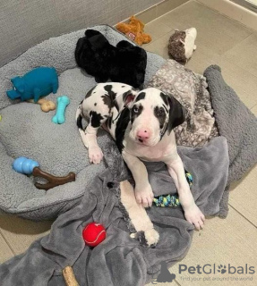Photo №1. great dane - for sale in the city of Dubai | negotiated | Announcement № 104355