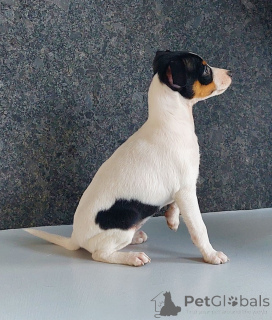 Photo №2 to announcement № 137183 for the sale of toy fox terrier - buy in Poland breeder
