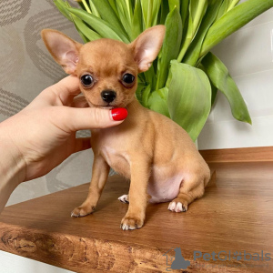 Photo №4. I will sell chihuahua in the city of Selki. private announcement - price - 412$