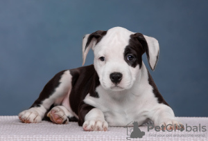 Additional photos: Wonderful Amstaff puppies are waiting for their owners, 