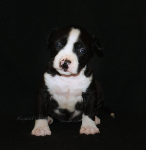 Additional photos: Amstaff's lovely puppies
