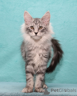 Photo №1. maine coon - for sale in the city of Blumenal | negotiated | Announcement № 156250