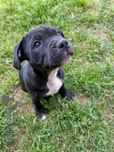 Photo №1. staffordshire bull terrier - for sale in the city of Geneva | negotiated | Announcement № 139925